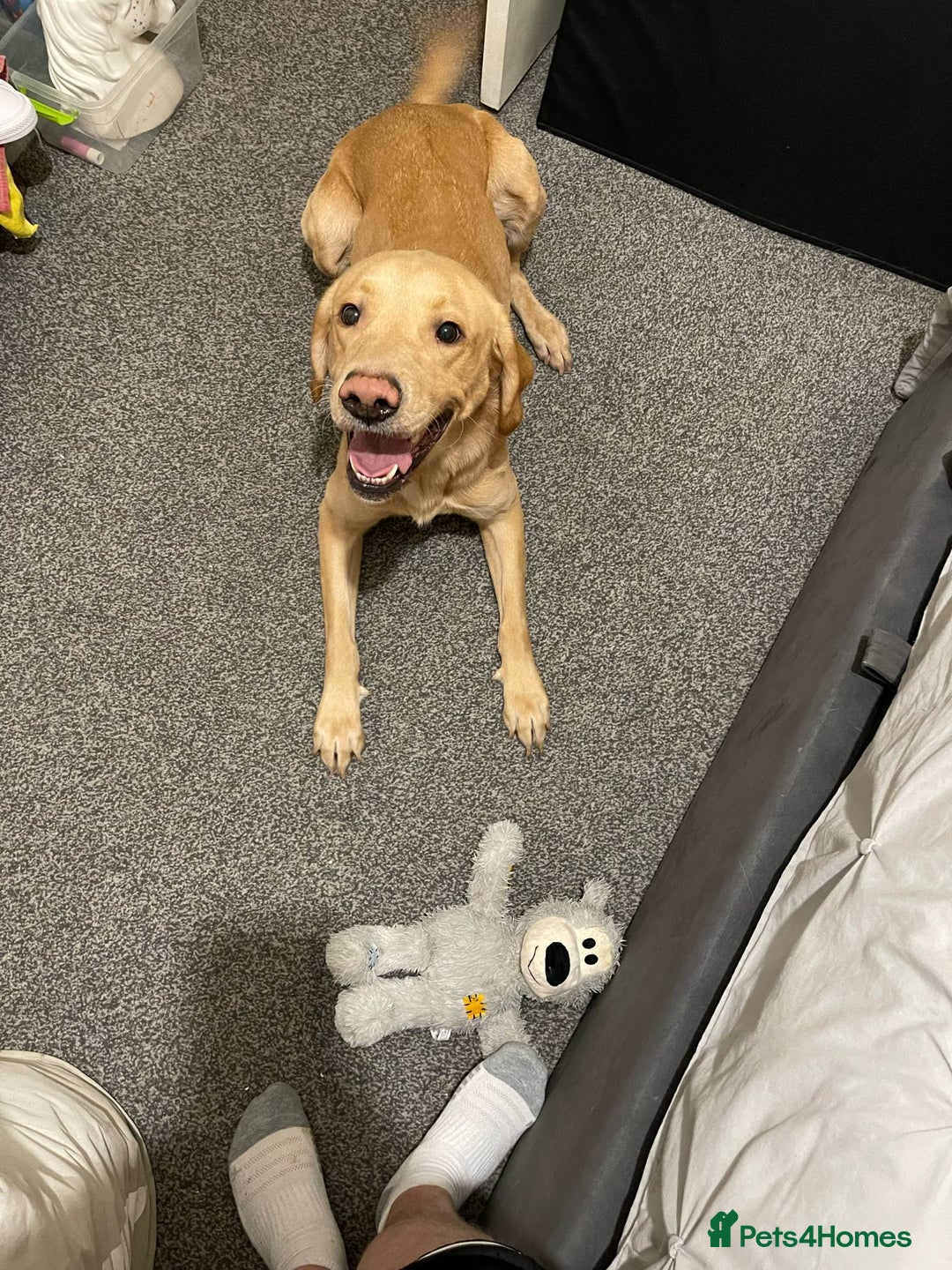 Labrador Retriever dogs for sale: Buddy the Labrador - Image 2