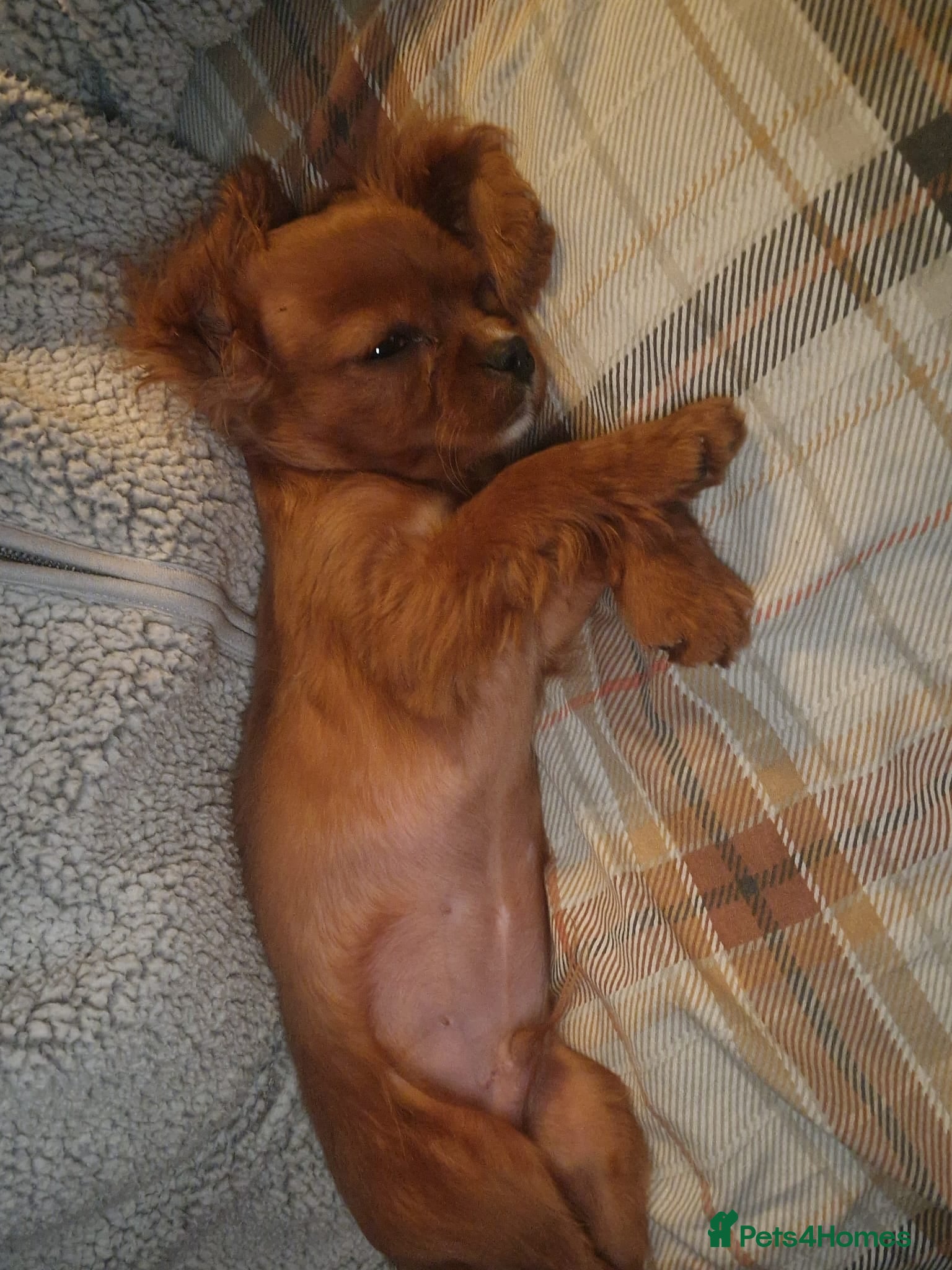 Cavalier King Charles Spaniel dogs Fully Vaccinated DNA Clear Cavaliers - Advert 9