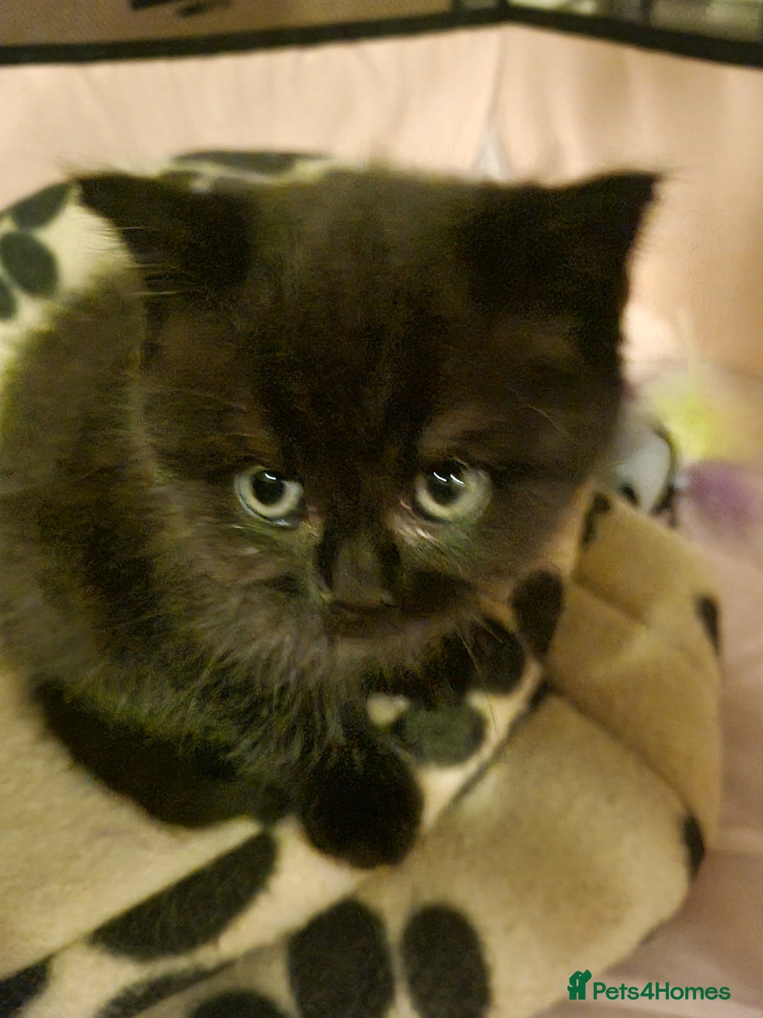 British Shorthair cats for sale: GCCF Purebred BSH kittens - Advert 4