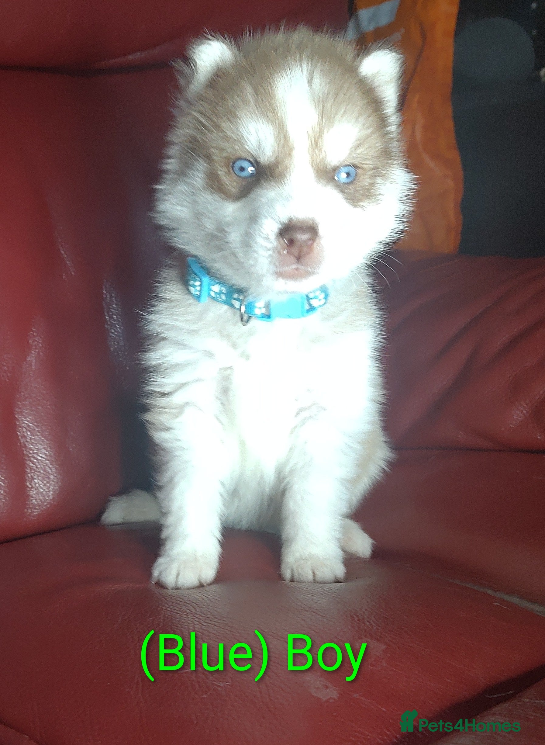 Siberian Husky dogs Beautiful Siberian husky litter - Advert 2