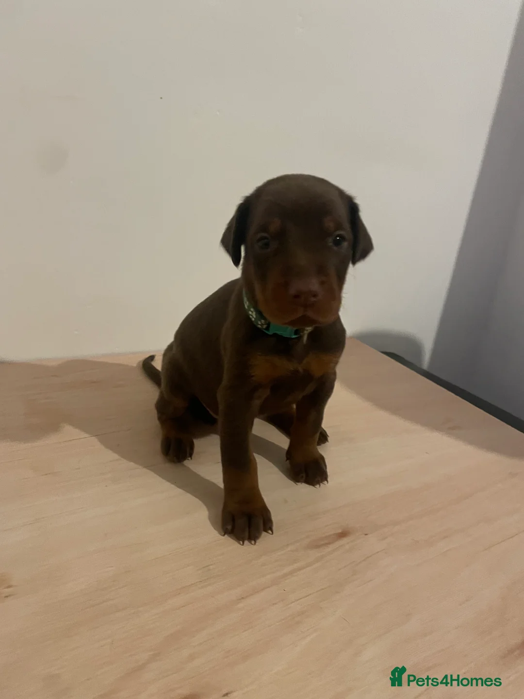 Dobermann dogs for sale: dobermann pinscher - Advert 20