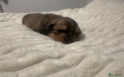 Dachshund dogs for sale:  KC Registered mini long hair Dachshund Puppies  - Image 12