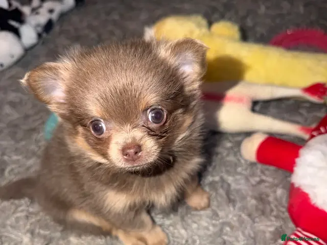 Chihuahua dogs Tiny stunning boys - Advert 2