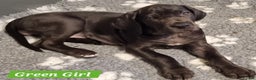 Great Dane dogs for sale: Beautiful girls. KC HEALTH TESTED  - Advert 13