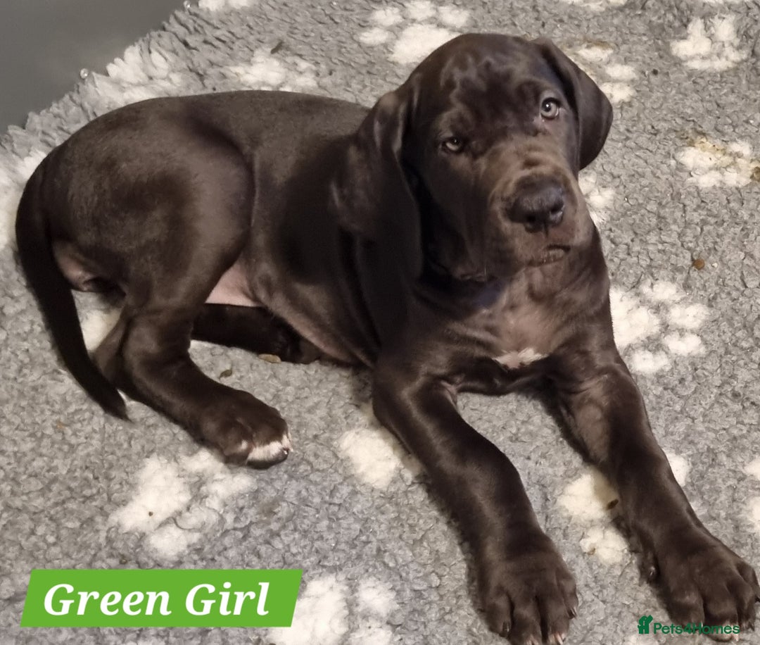 Great Dane dogs for sale: Beautiful girls. KC HEALTH TESTED  - Advert 13