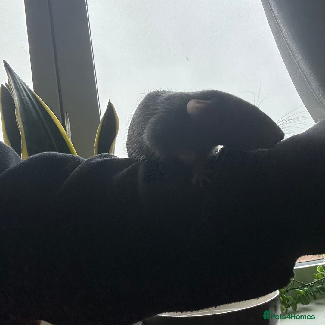 Rat rodents for sale: two loving girls for sale 🩷 - Advert 3