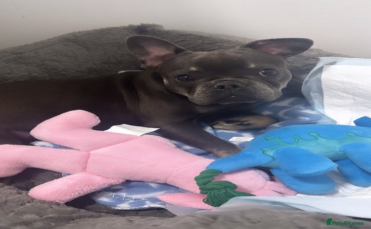 French Bulldog dogs - Advert 3