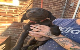 Labrador Retriever dogs for sale: Female black Labradors - Image 4