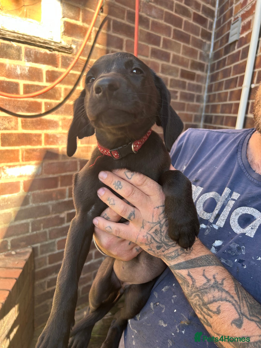 Labrador Retriever dogs for sale: Female black Labradors - Image 4