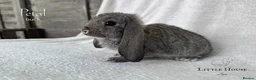 French Lop rabbits for sale: Quality Showline French Lop Bunnies - Advert 11