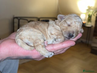 Lhasapoo dogs 5 stunning lhasapoo - Advert 4