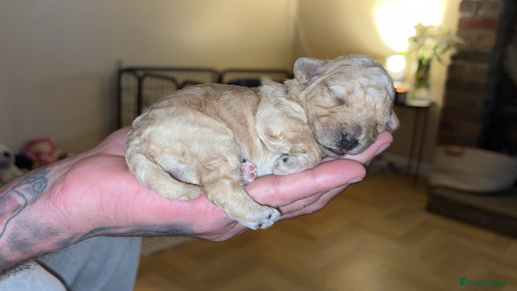 Lhasapoo dogs 5 stunning lhasapoo - Advert 3