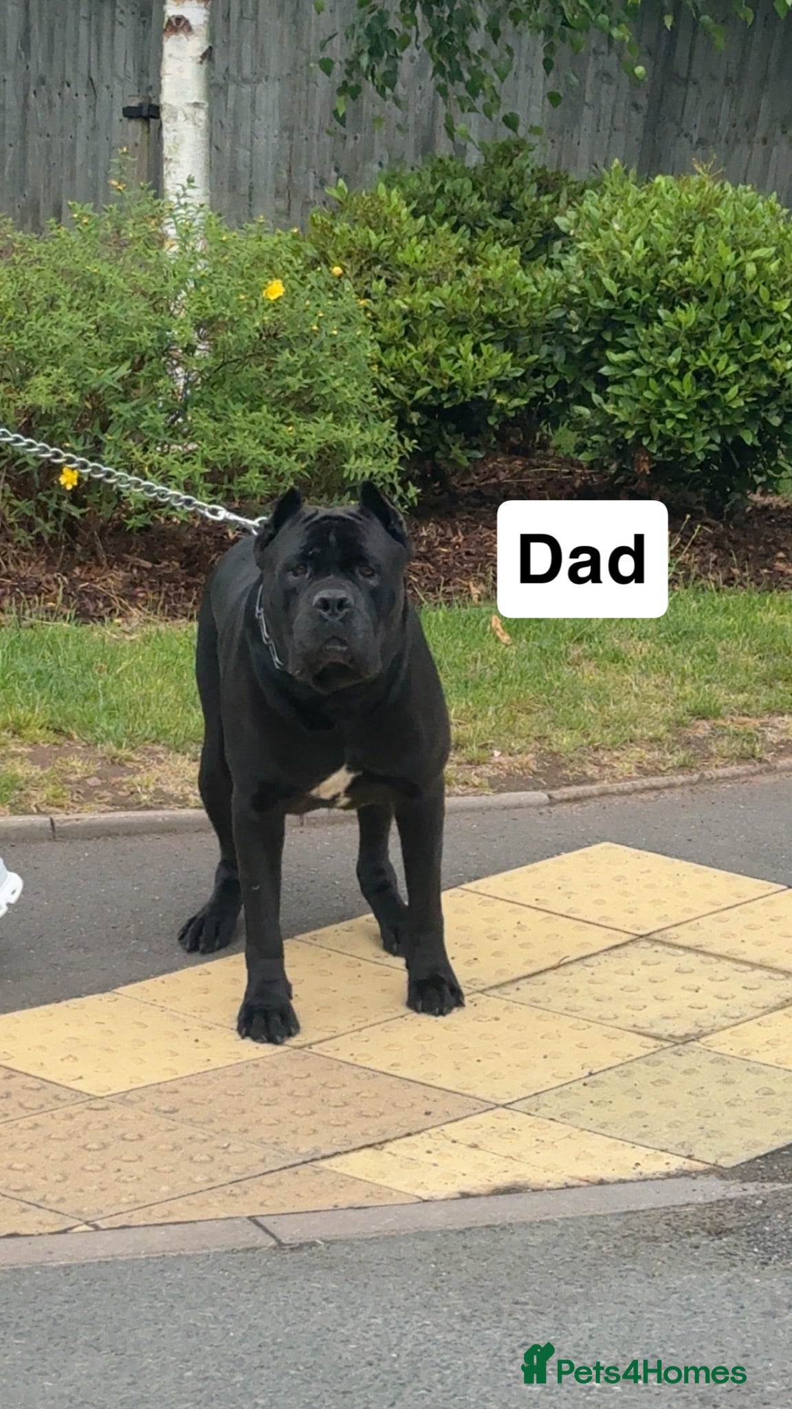 Cane Corso dogs Ready to go cane corso puppys  - Advert 2