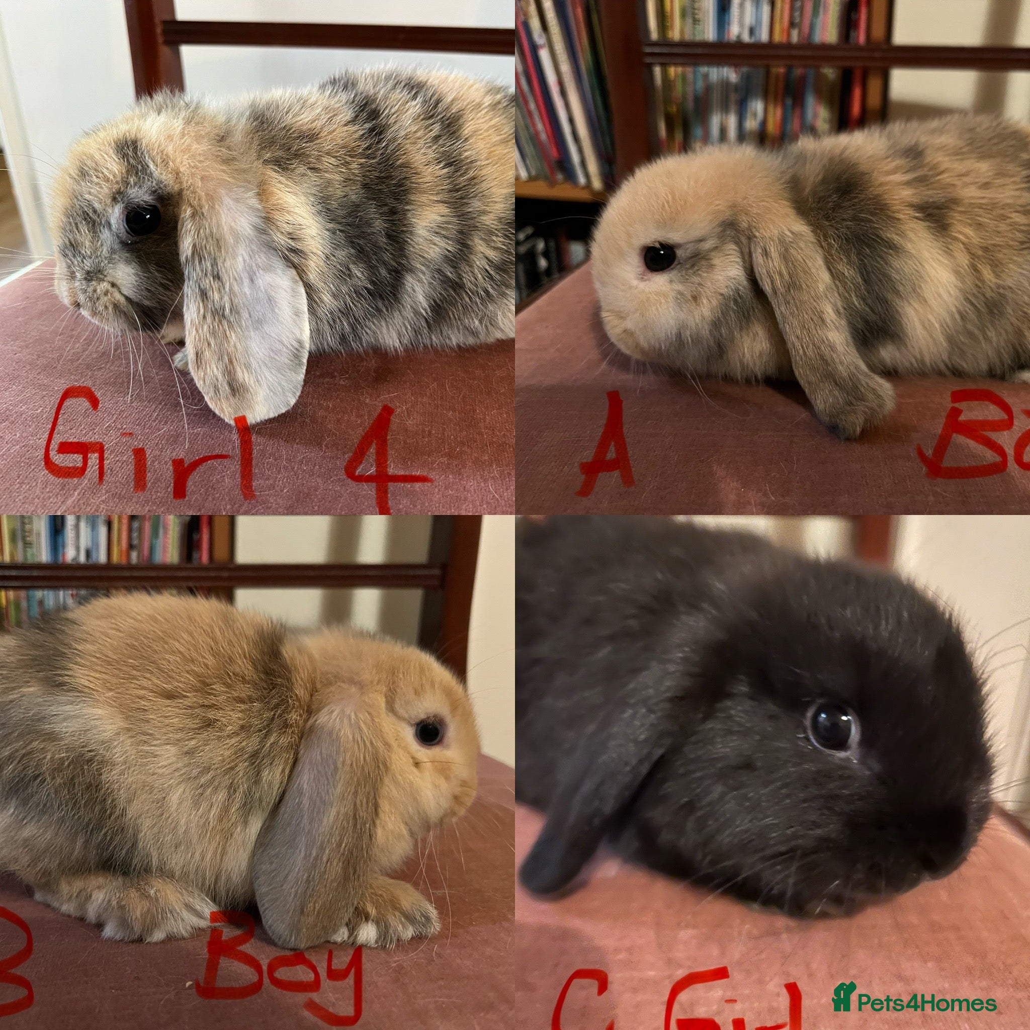 Mini Lop rabbits Beautiful Mini Lop Babies - Advert 1