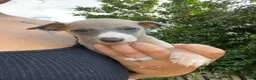 Whippet dogs for sale: Outstanding Male Whippets - Advert 6