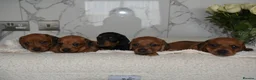 Miniature Dachshund dogs for stud: KC Registered Cream Long Haired Dachshund Stud - Advert 18