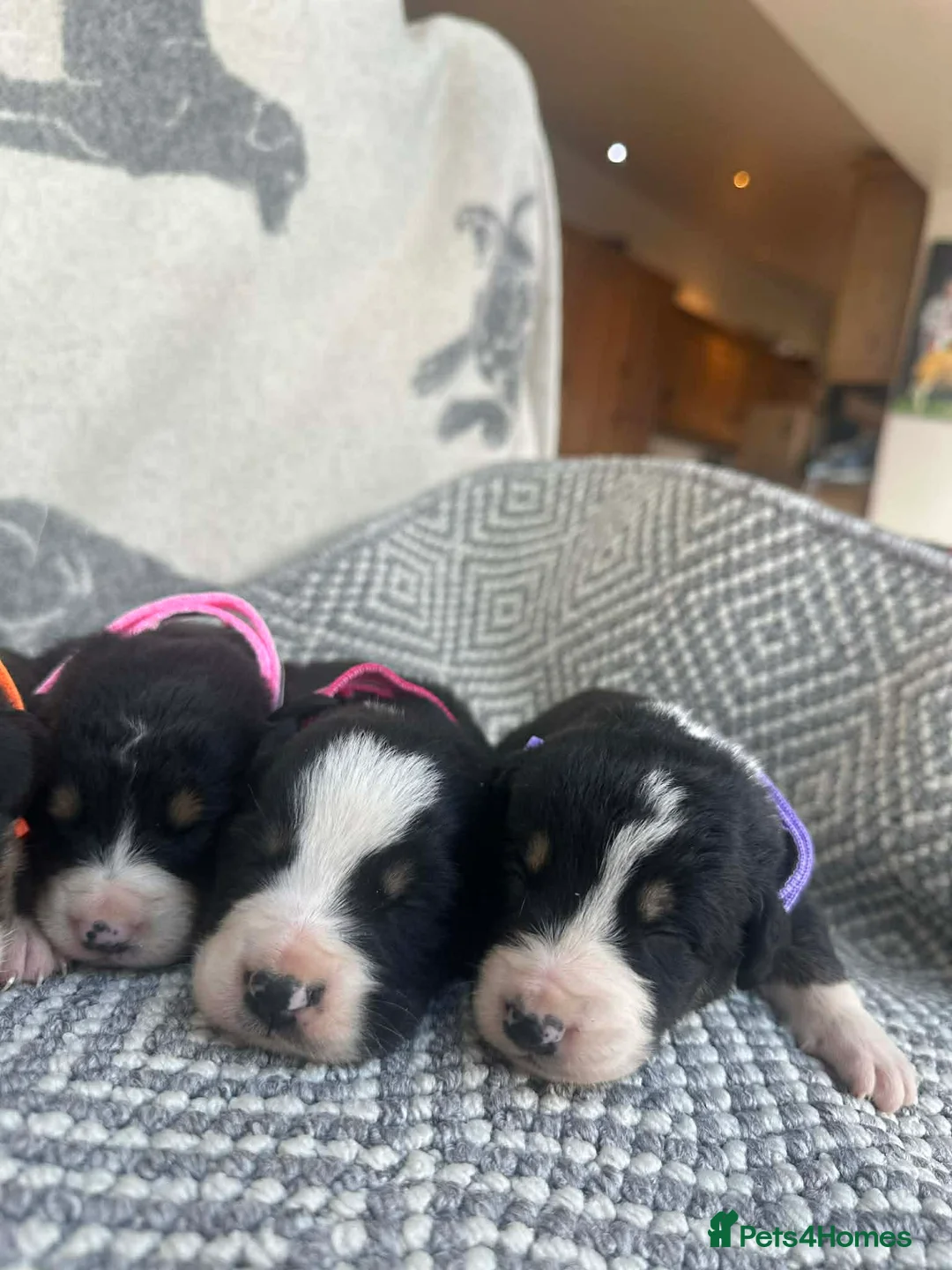 Bernese Mountain Dog dogs for sale: Bordernese boys and girls - Advert 14