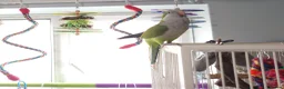 Mixed Breed birds for sale: Hand tame pair of budgies and semi tame Quaker  - Advert 17