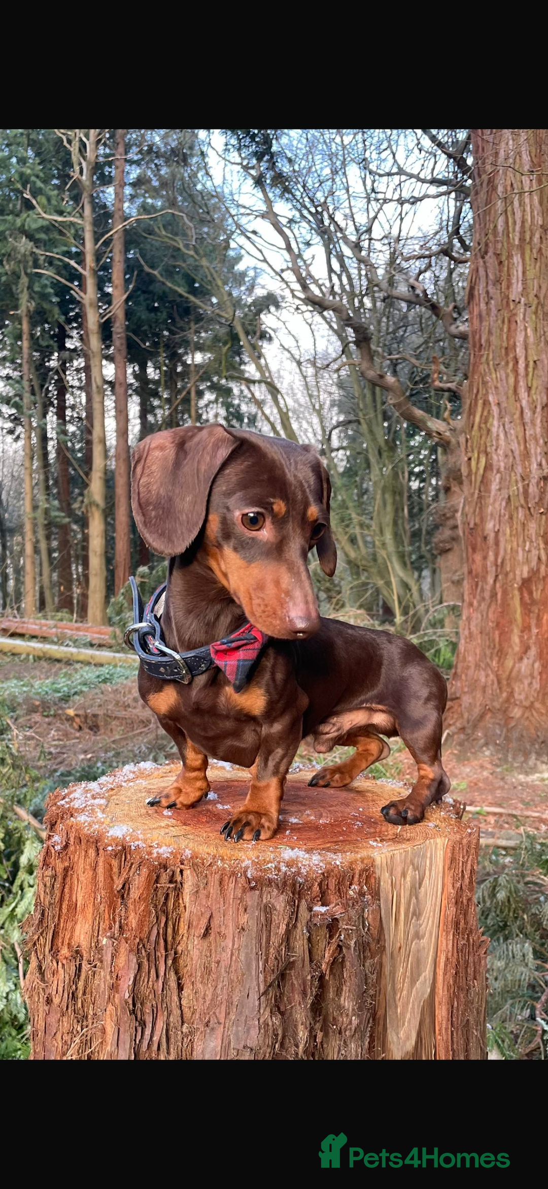 Miniature Dachshund dogs for sale: Miniature Daschund KC. PRA-OI-CRD-PRA-NCL - Image 37