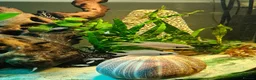 Cichlids fish for sale: Fairy cichlids breeding pair  in Romford - Advert 8