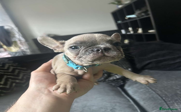 French Bulldog dogs - Advert 4