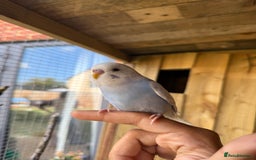 Budgerigars birds for sale: 10 week old budgies for sale.  - Image 3