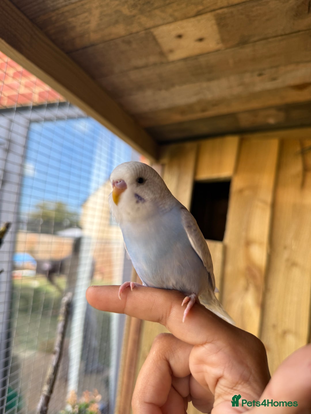 Budgerigars birds for sale: 10 week old budgies for sale.  - Image 3