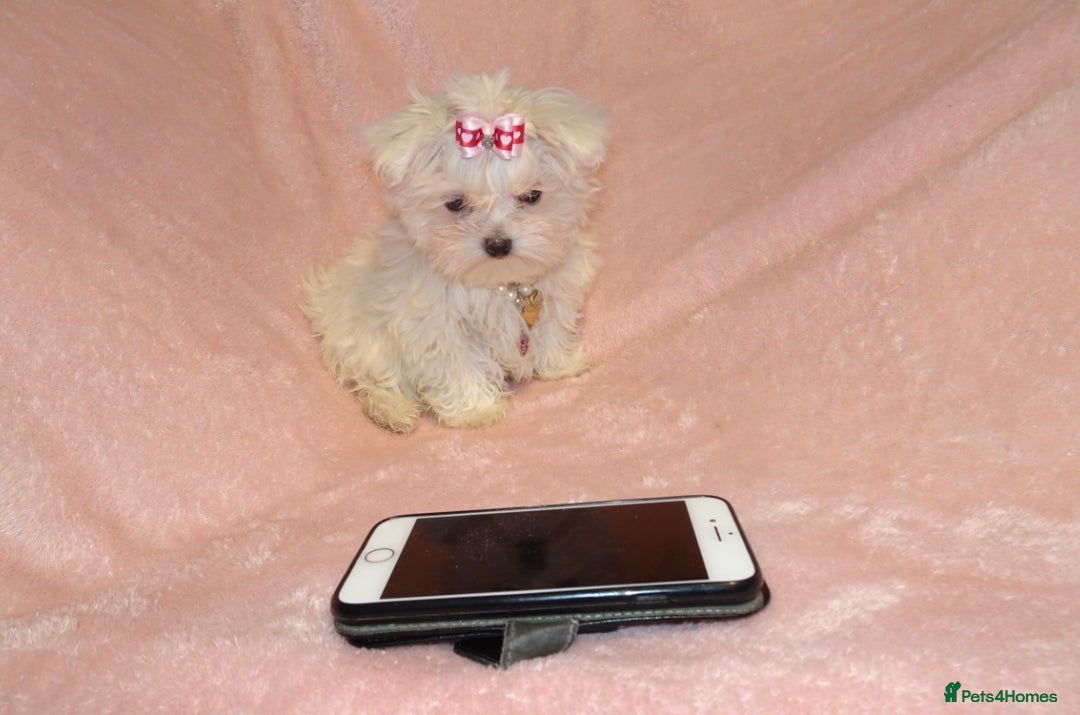 Maltese dogs for sale: XXXX **  Exquisite KC Registered Maltese Boy Puppy - Advert 2