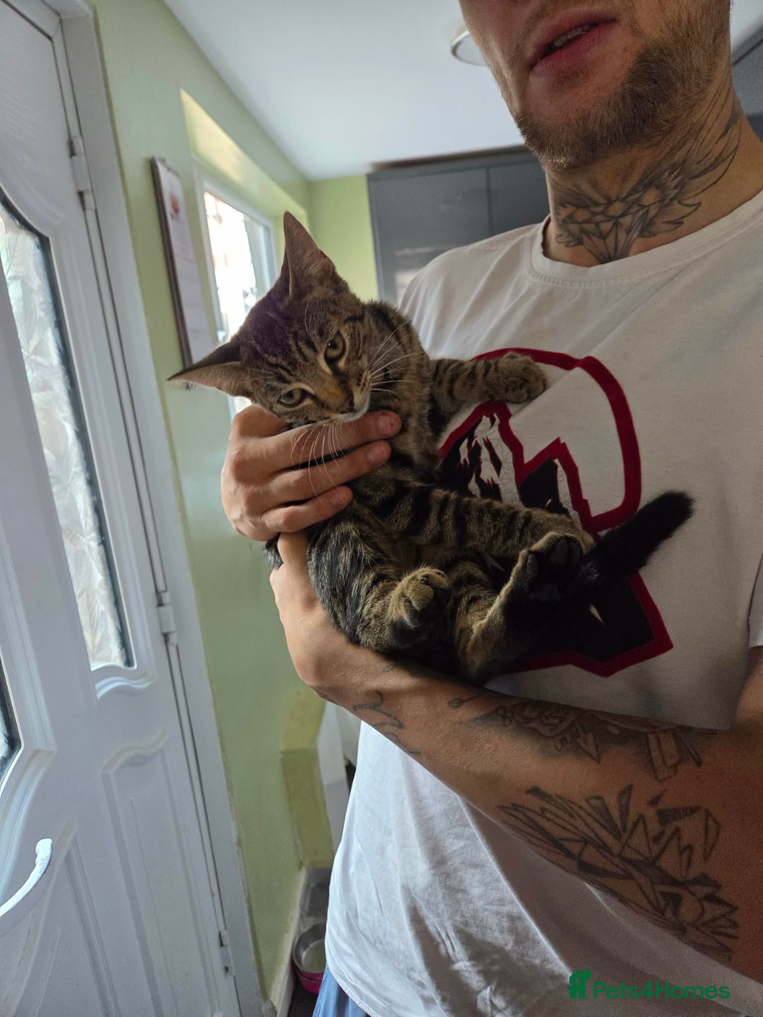 Mixed Breed cats Lovely female kitten for sale  - Advert 6