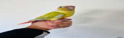Conures birds for sale: Hand reared conures for sale  - Advert 13