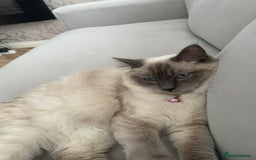 Ragdoll cats for sale: Blue point ragdoll female for sale 🩷 - Image 5