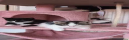 Mixed Breed cats for sale: 4 Beautiful Kittens are available to move in! - Advert 1