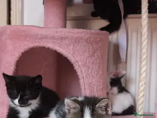 Mixed Breed cats 4 Beautiful Kittens are available to move in! - Advert 1