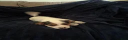 Jack Russell dogs for sale: Rough haired Jack Russell  in Burnley - Advert 3