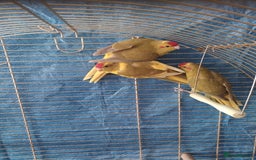 Parrots birds for sale: For sale  - Image 10