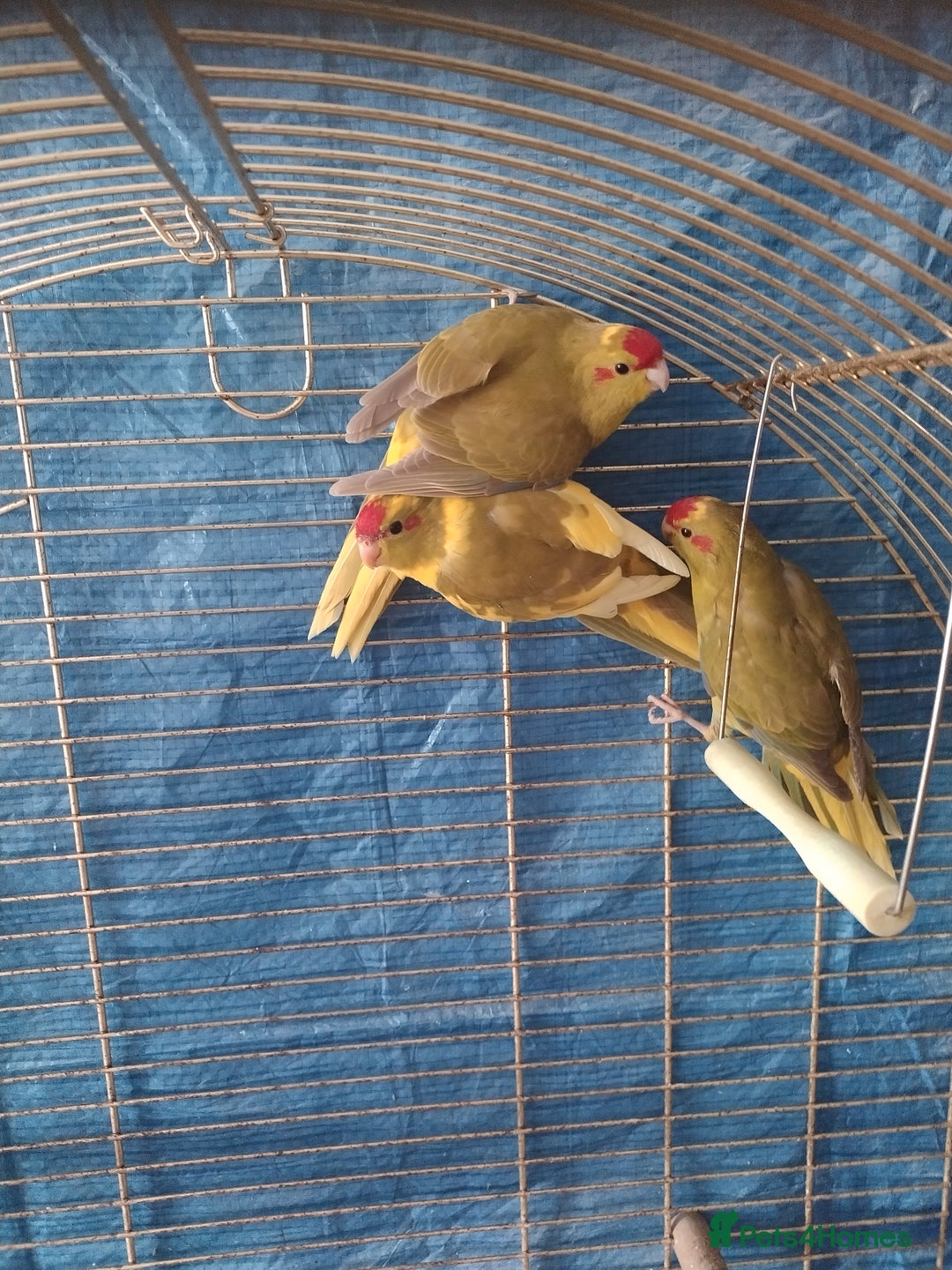 Parrots birds for sale: For sale  - Image 10