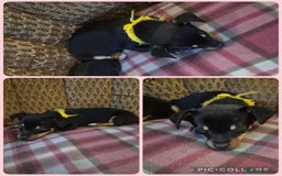 Jack Russell dogs for sale: 3 beautiful jack russell puppies now available  - Image 2