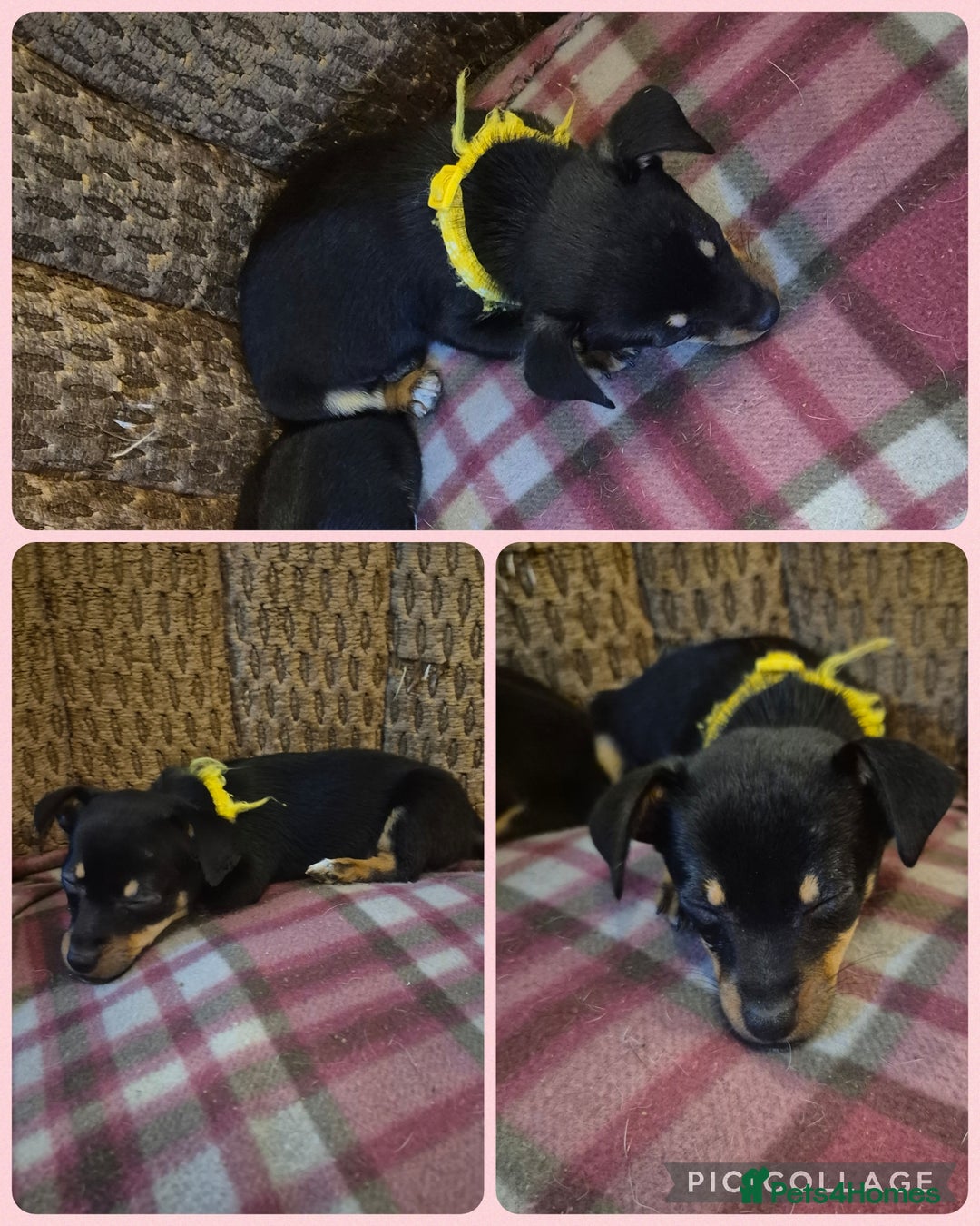 Jack Russell dogs for sale: 3 beautiful jack russell puppies now available  - Image 2