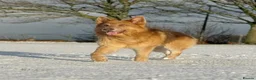 German Shepherd dogs for stud: Isabella german shepherd stud dog  - Advert 7