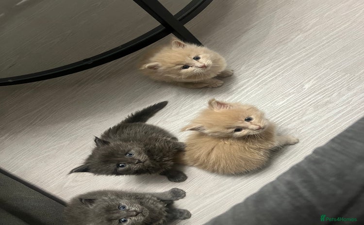 Maine Coon cats - Advert 5