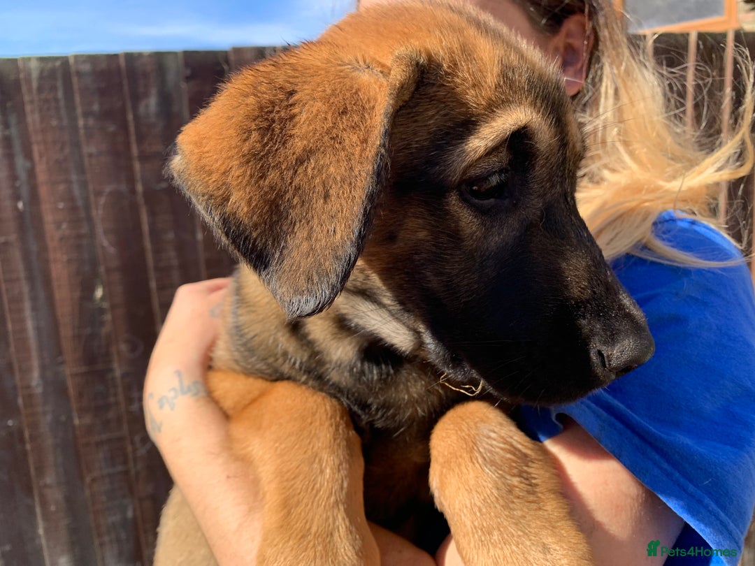Mixed Breed dogs for sale: Cane corso X Alaskan malamute surprise litter  - Image 9