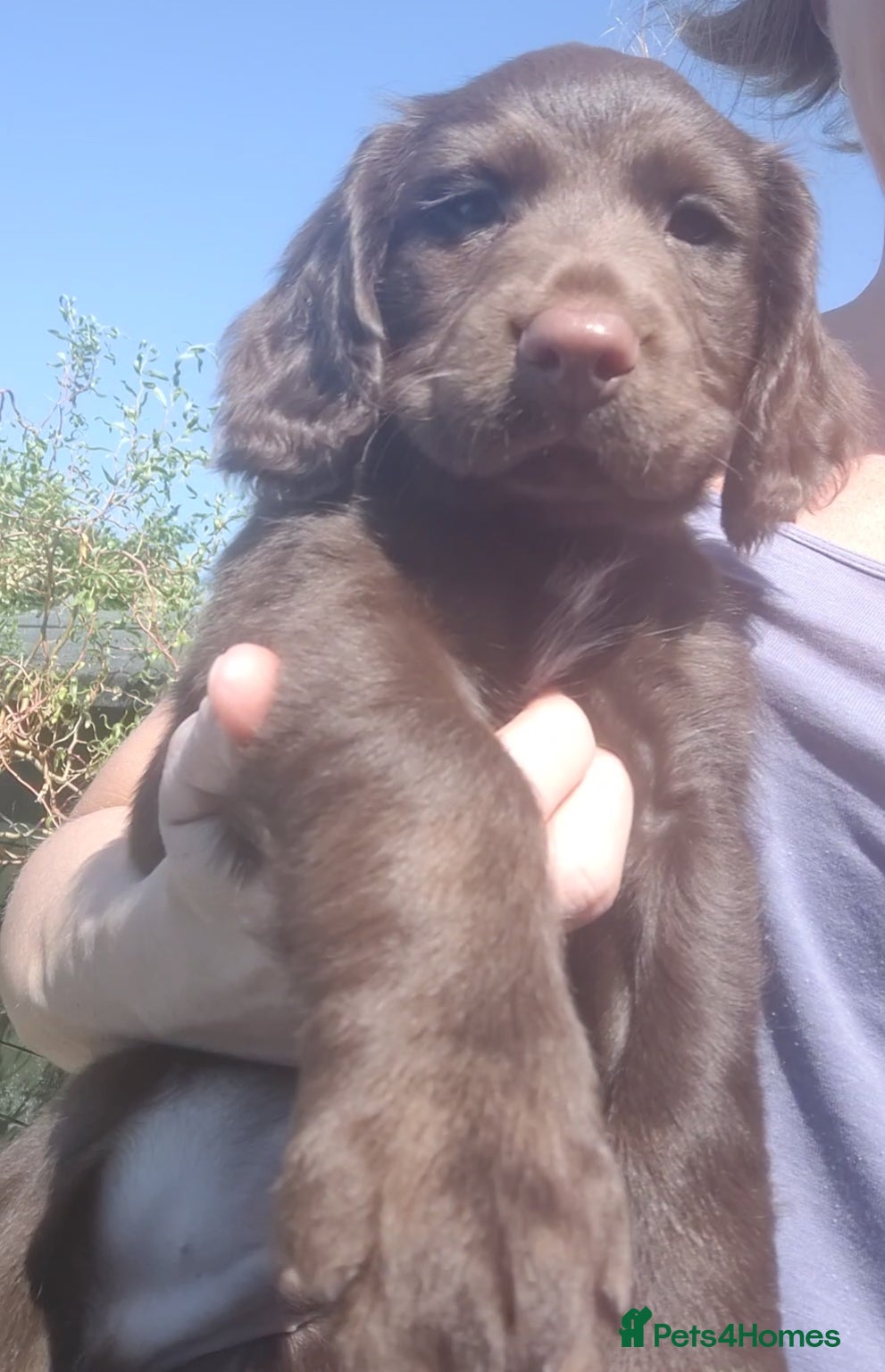 Cocker Spaniel dogs KC Cocker Spaniel Pups (worker) - Advert 1