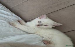 British Shorthair cats for sale: Light British Shorthair Kitten - Image 1