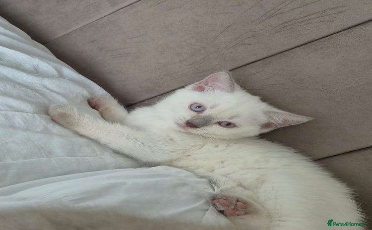 British Shorthair cats - Advert 5