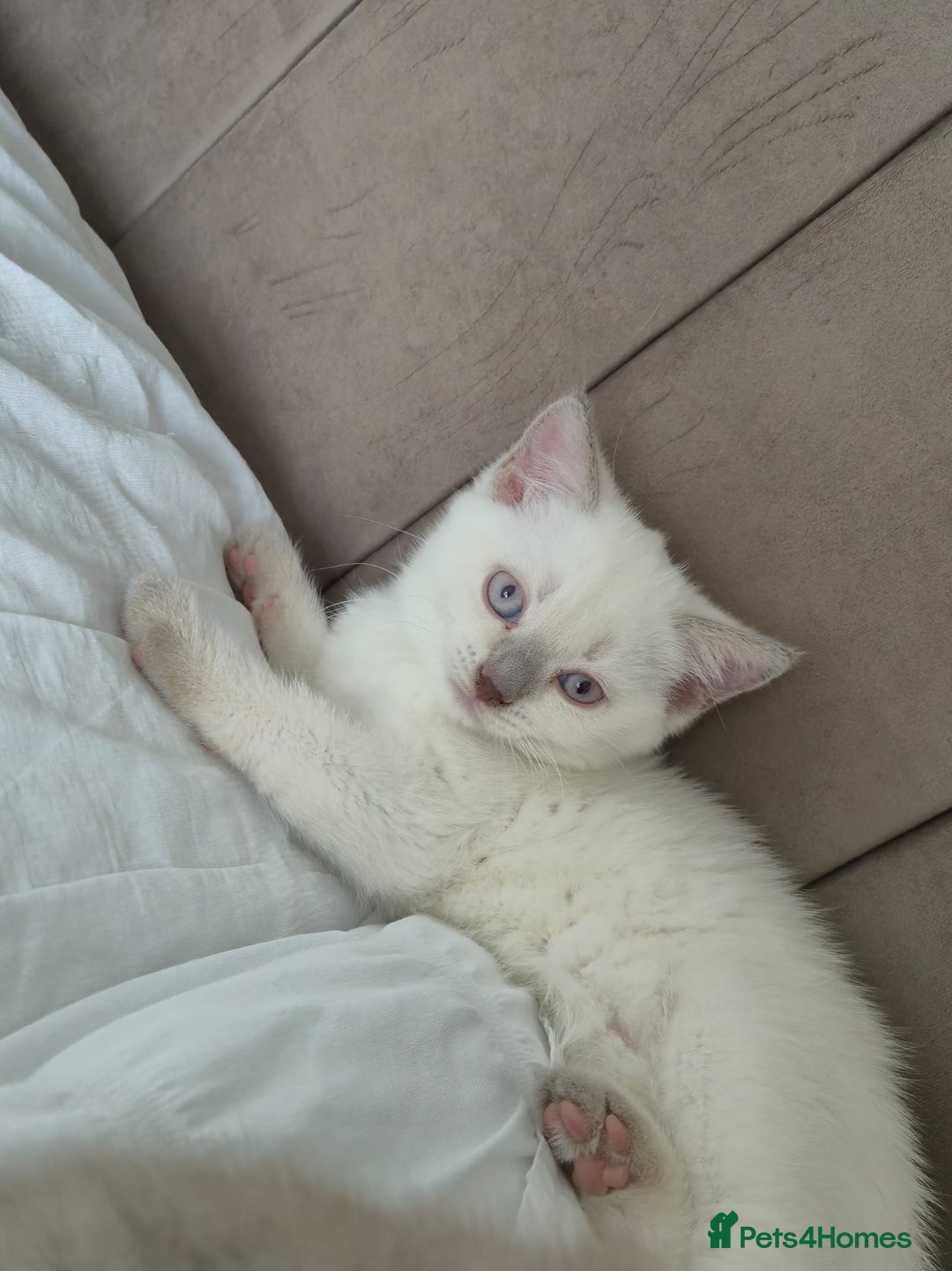 British Shorthair cats for sale: Light British Shorthair Kitten - Image 1
