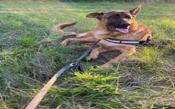 German Shepherd dogs for sale: Beautiful 1 Year Old German Shepherd For Sale - Image 1