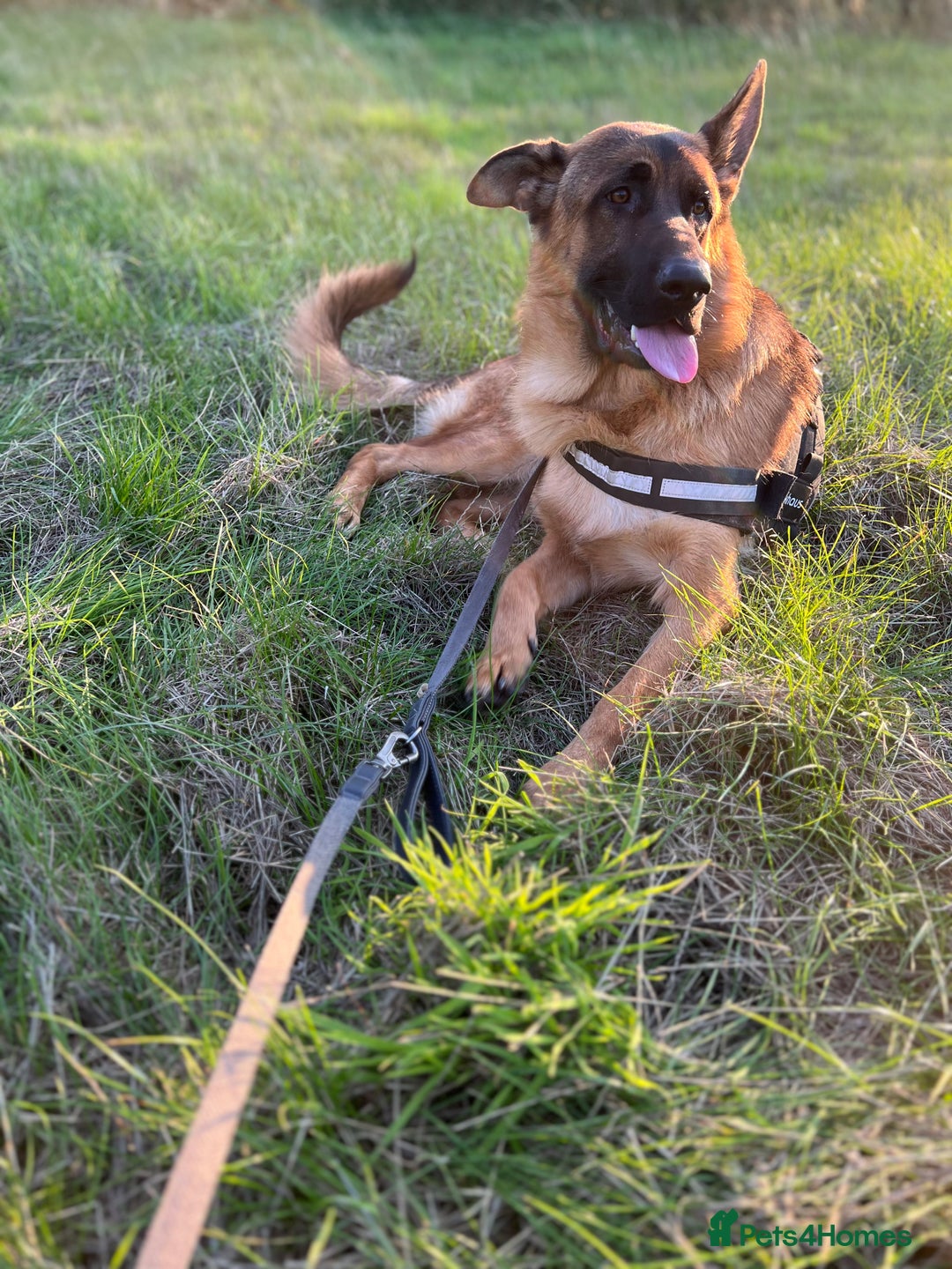 German Shepherd dogs for sale: Beautiful 1 Year Old German Shepherd For Sale - Image 1