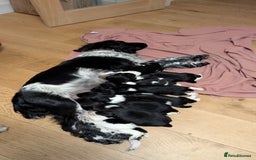English Springer Spaniel dogs for sale: Lovely chunky B&W springer spaniel dog pups - Image 9