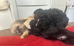 Shihpoo dogs for sale: Shihpoo puppies  - Image 9
