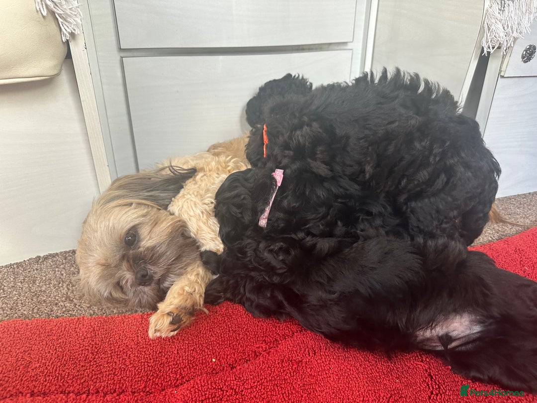 Shihpoo dogs for sale: Shihpoo puppies  - Image 9